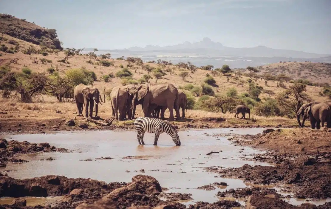 Lewa Conservancy 1