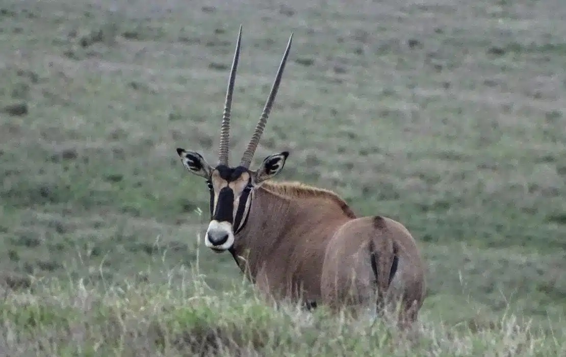 Lewa Conservancy 2