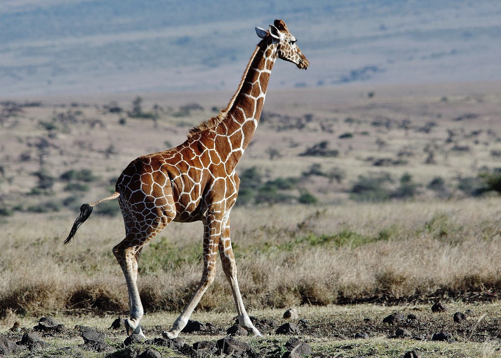 Lewa Conservancy 3