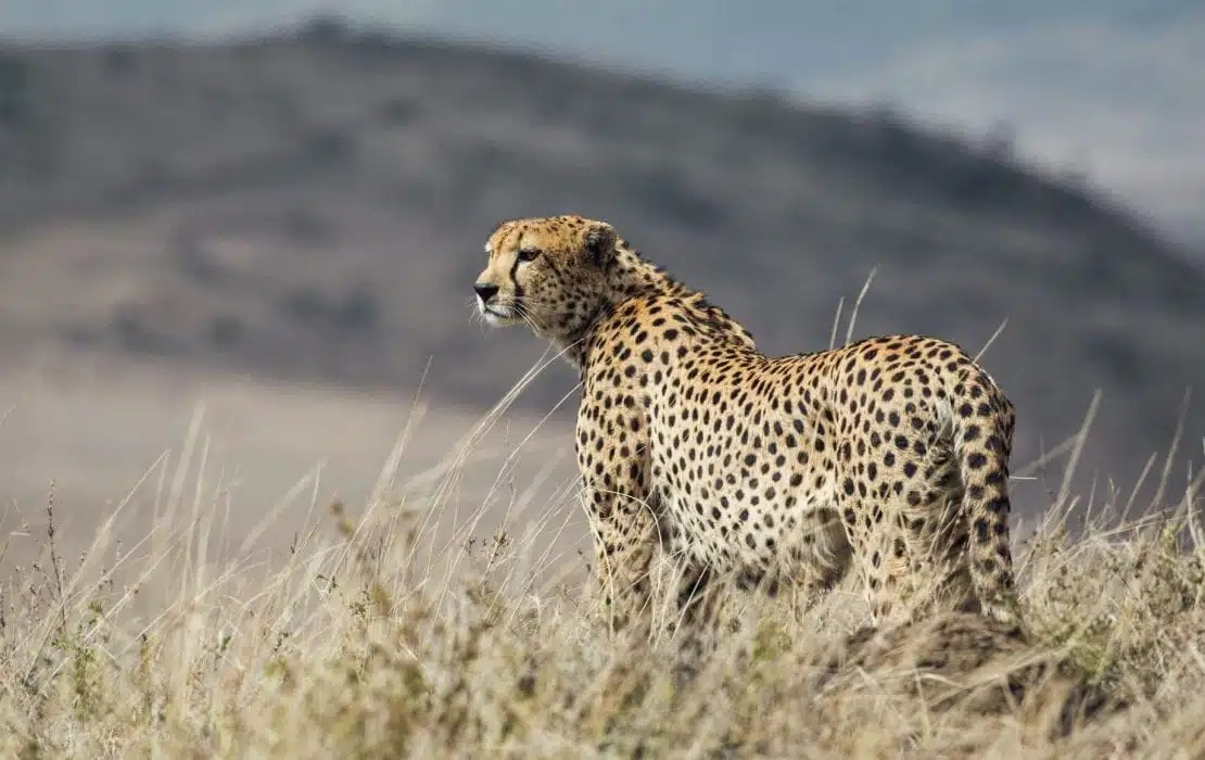 Lewa Conservancy 4
