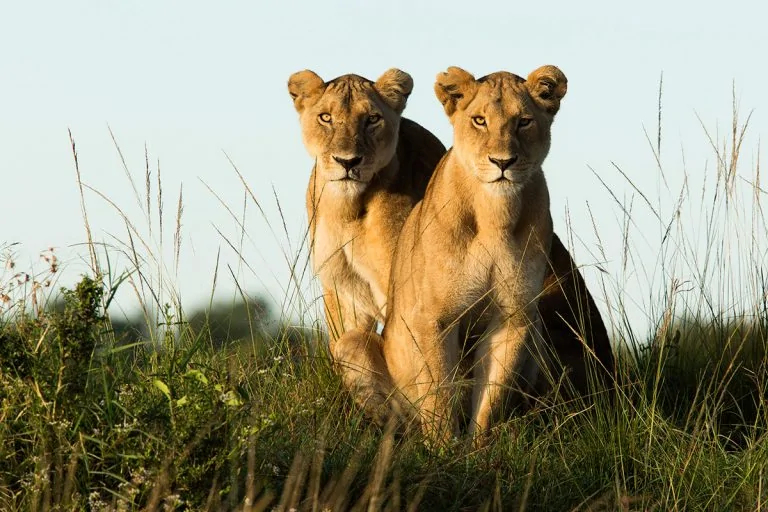 Maasai Mara 1
