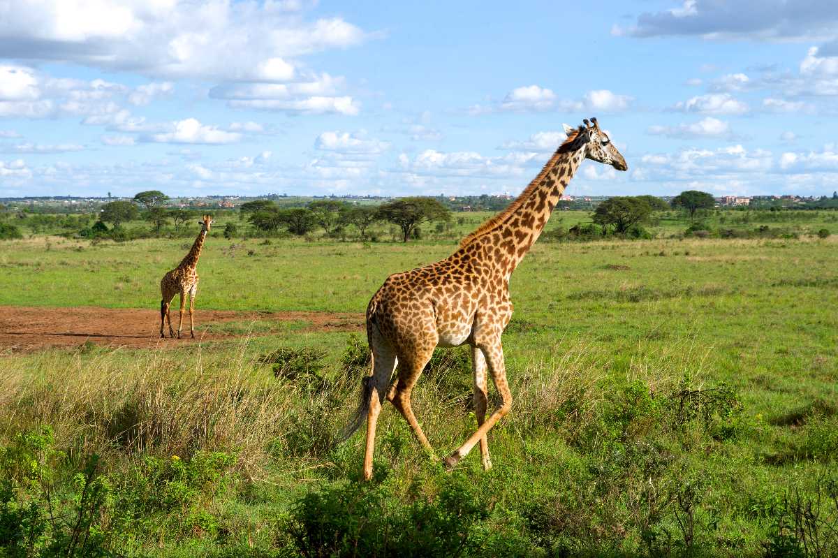 Nairobi 3