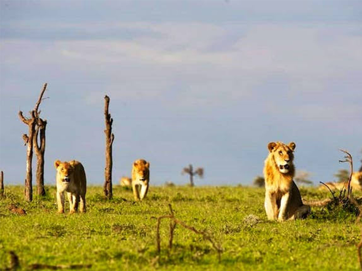 Ol Pejeta Conservancy 4