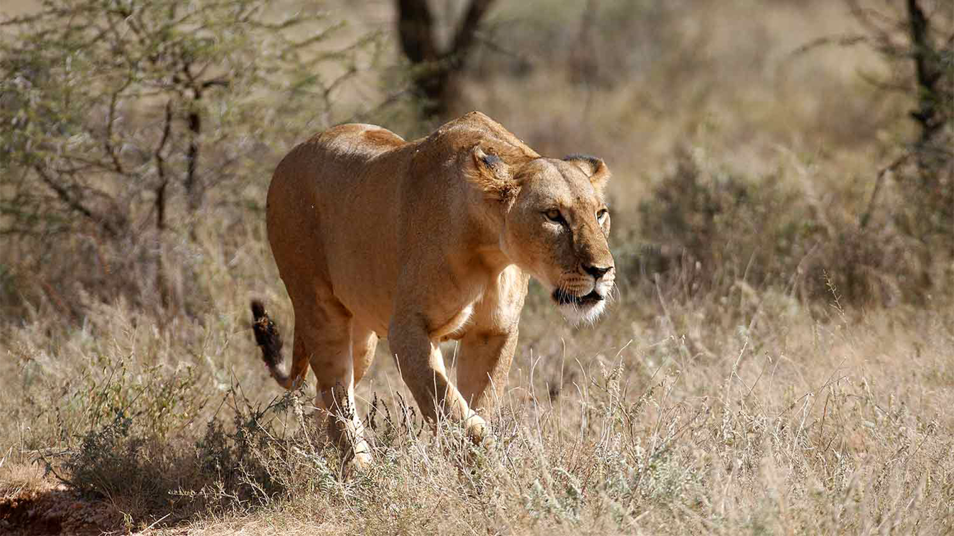 Samburu National Park 5