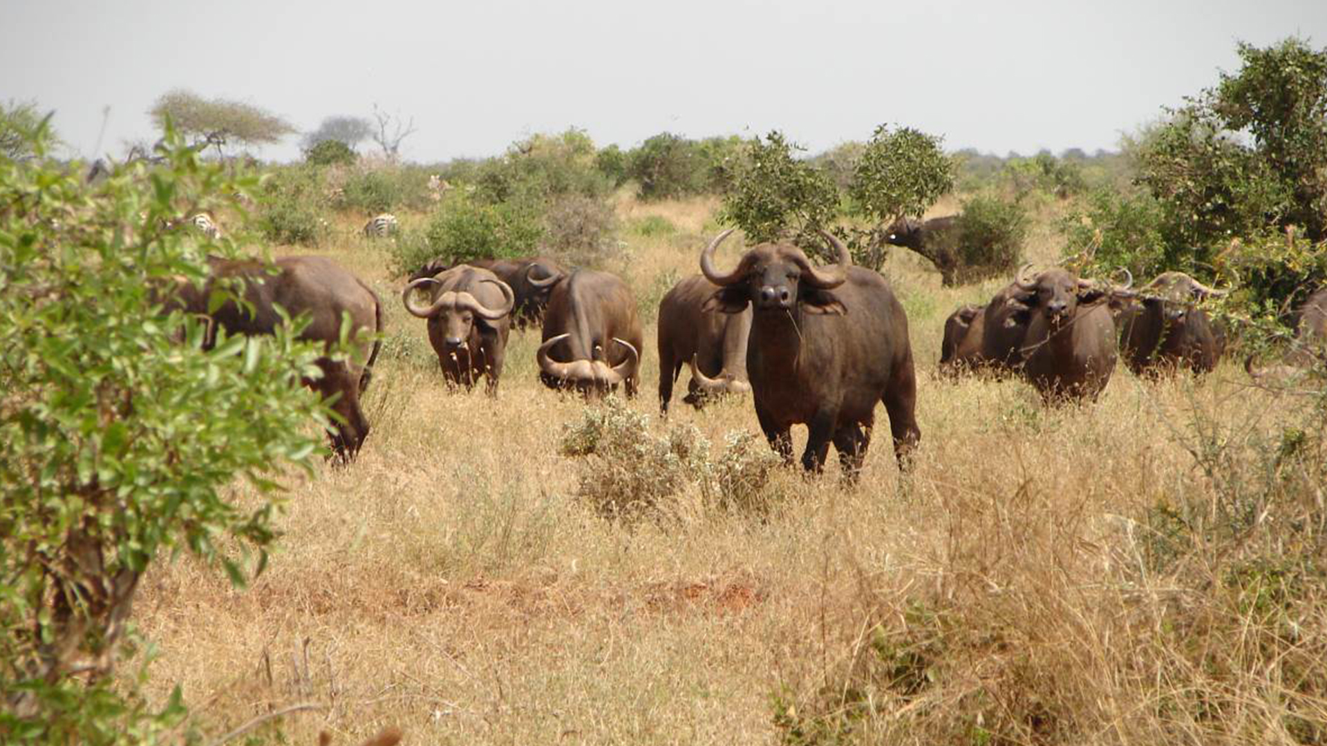 Tsavo National Park 1