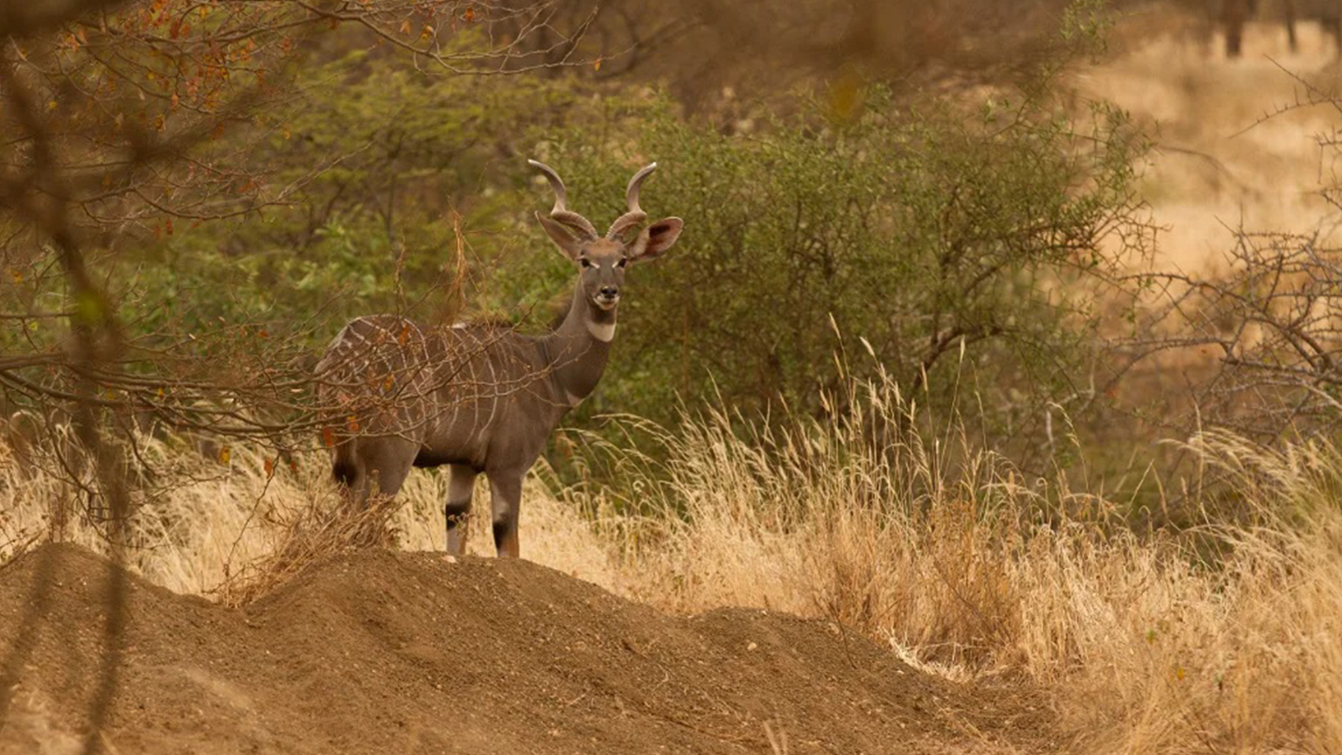 Tsavo National Park 2