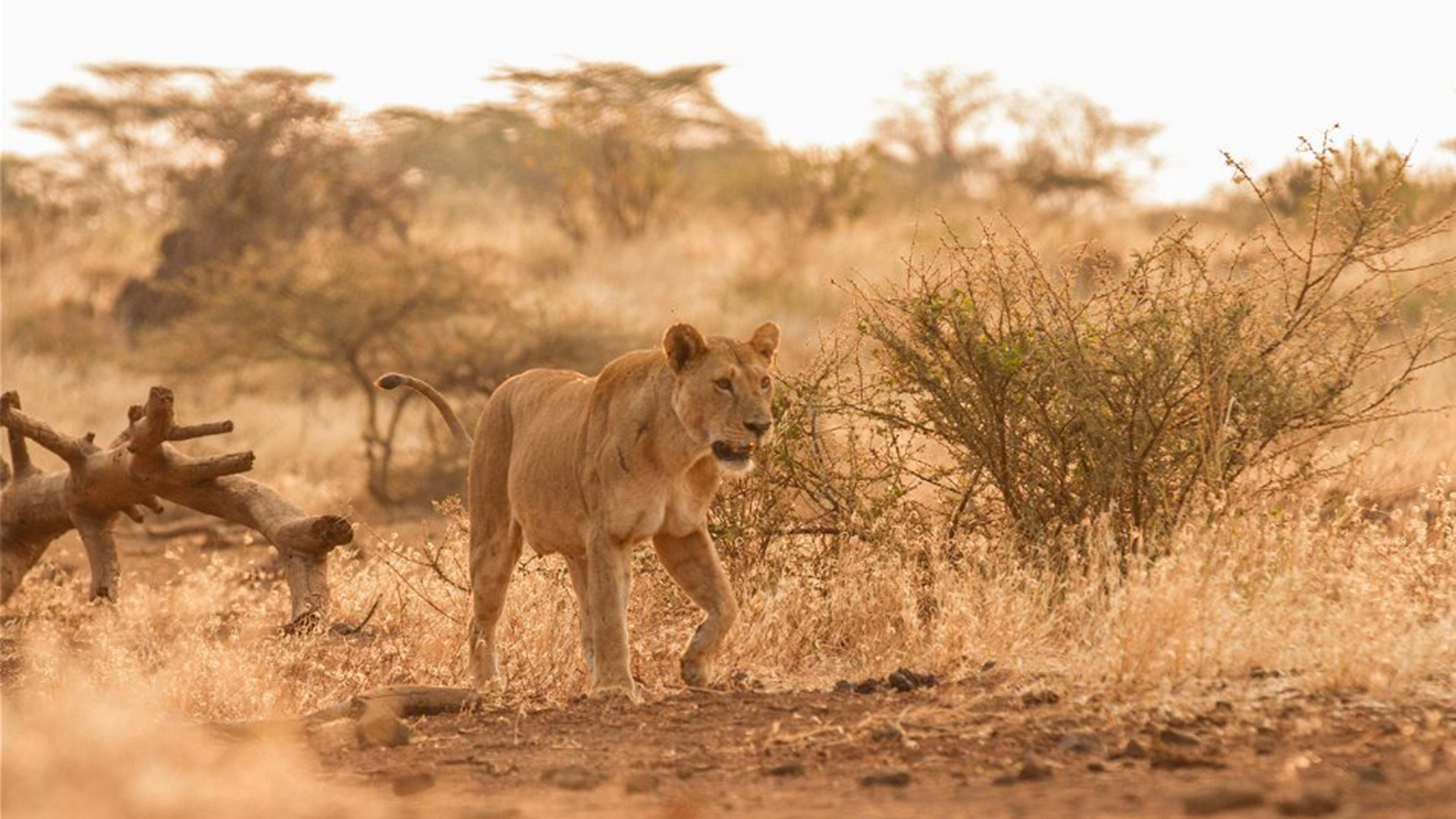 Tsavo National Park 3