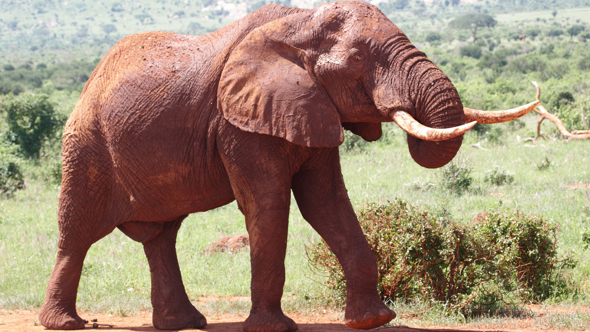 Tsavo National Park 5