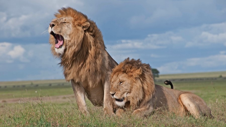 Kenya Safari