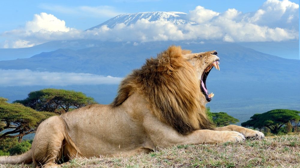 Amboseli National Reserve