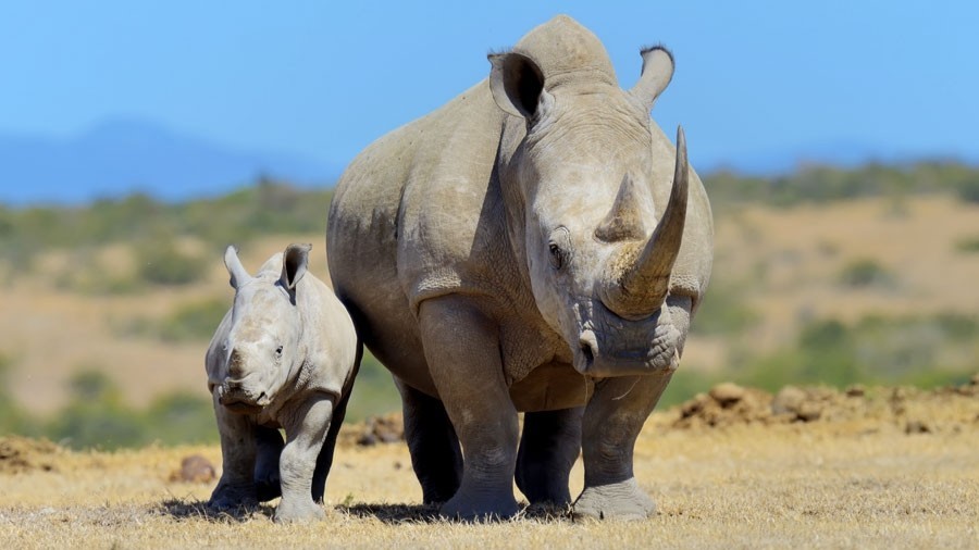 Ol Pejeta Conservancy