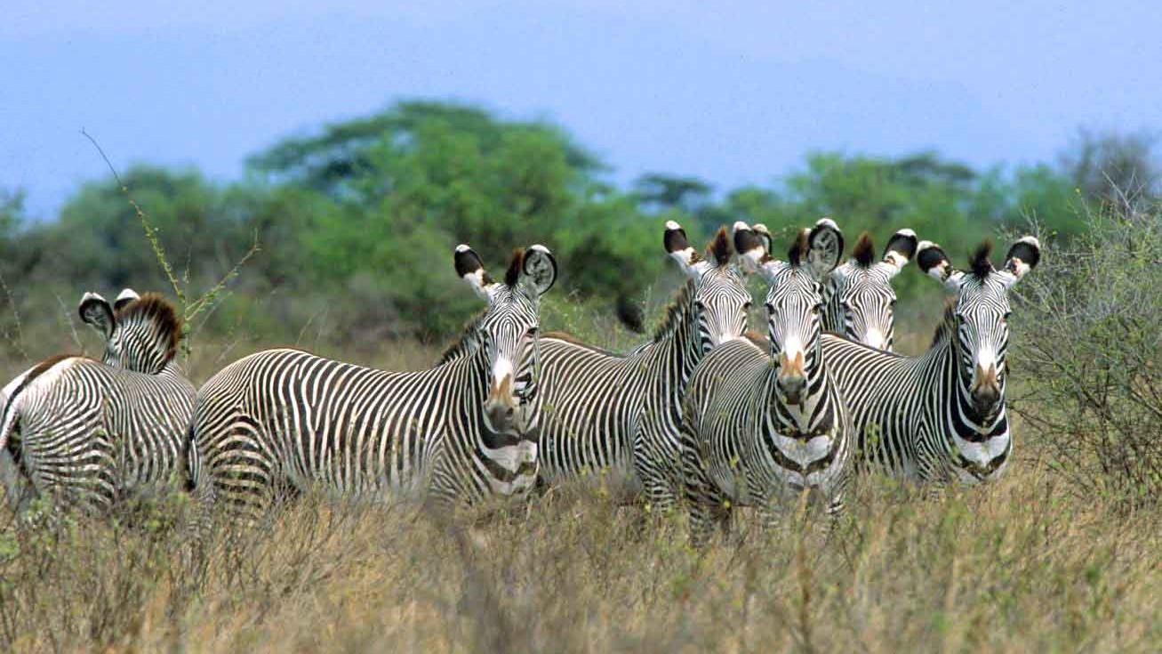 Meru National Park