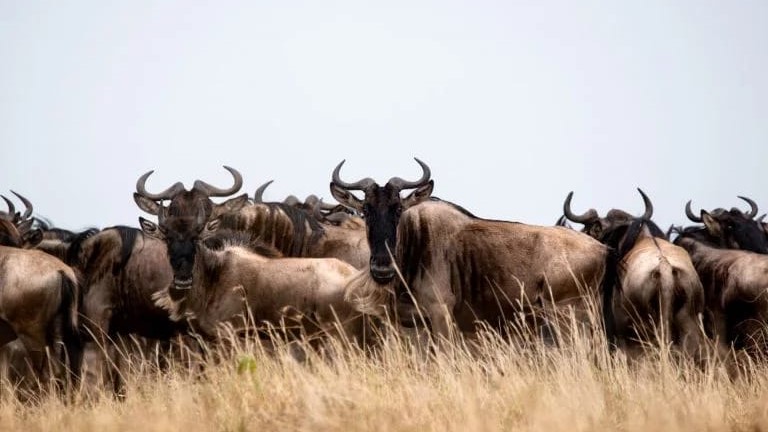 Maasai Mara Wildlife