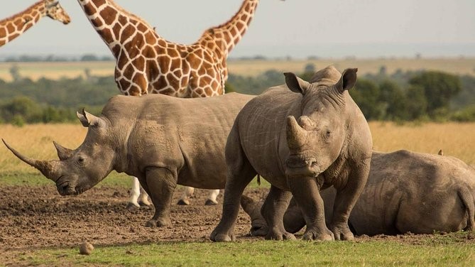 Ol Pejeta Game Viewing
