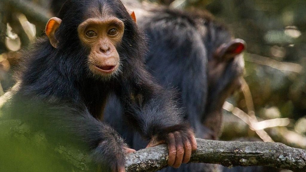 Ol Pejeta Chimpanzee
