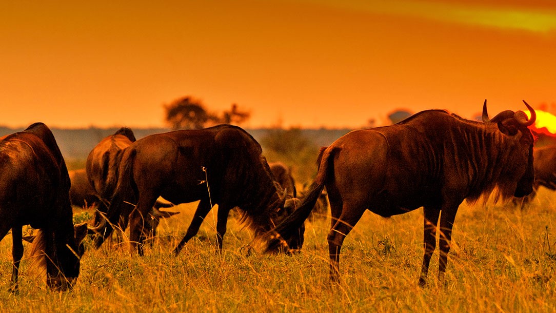 Naboisho Wildlife