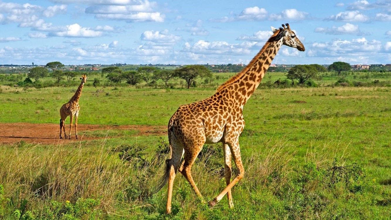 Nairobi National Park
