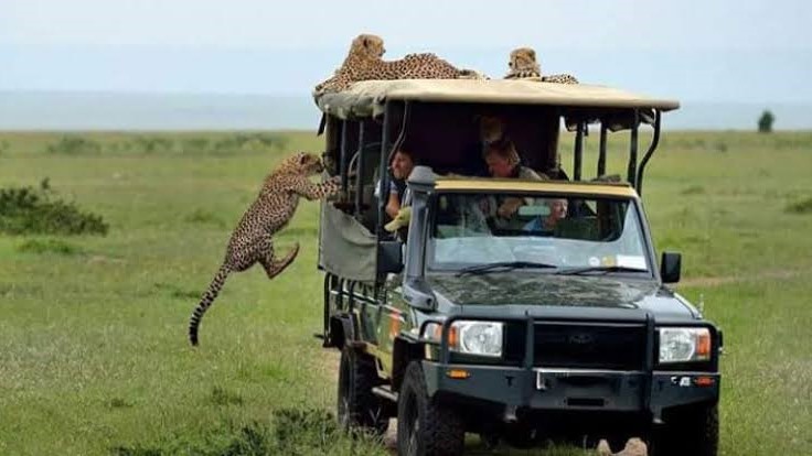 Maasai Mara Game Drive