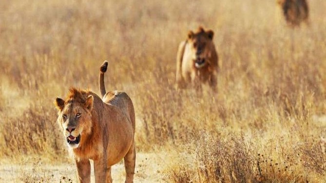 Tsavo West National Park