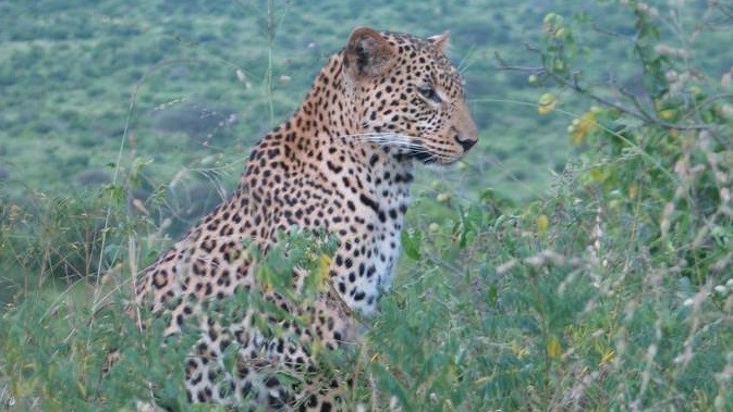 Tsavo West Game Drive
