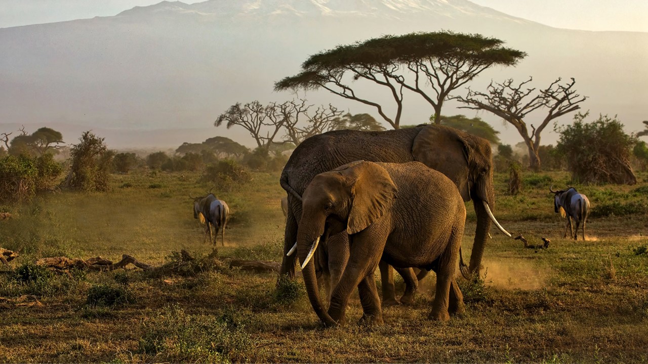 Amboseli Game Viewing