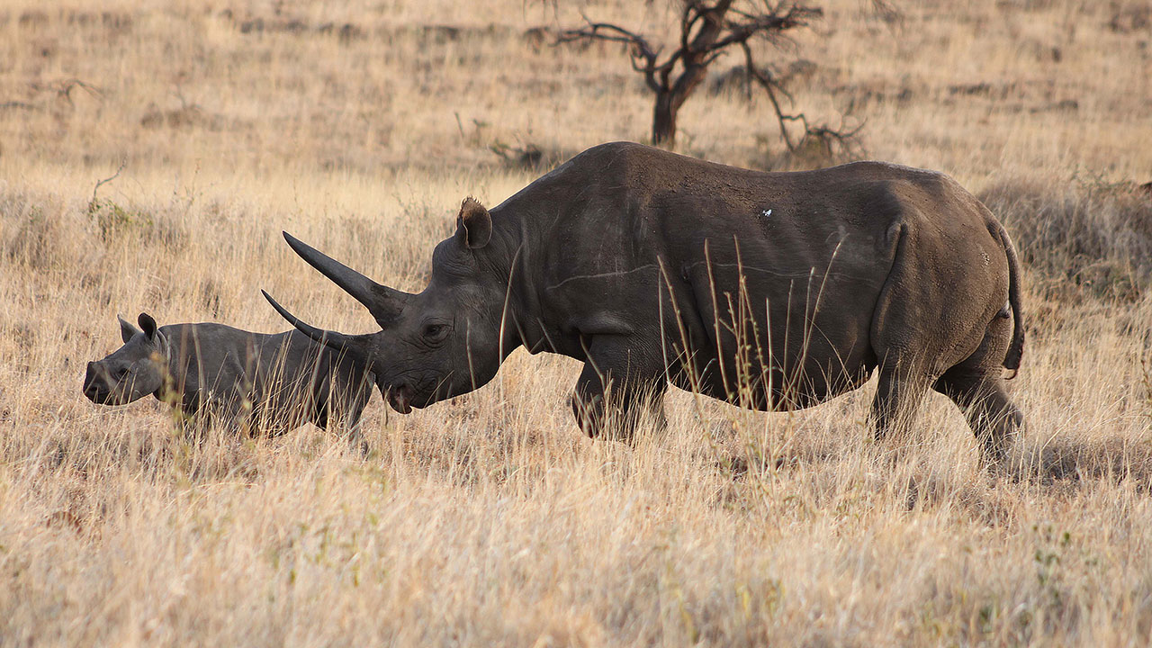 Lewa Conservancy Activities