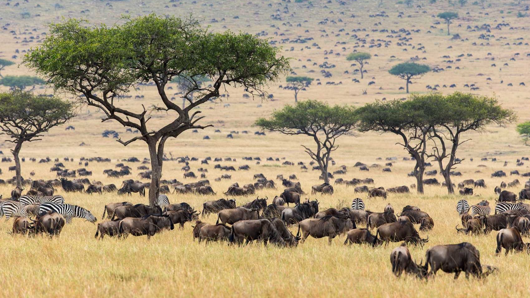 Maasai Mara Game Drives