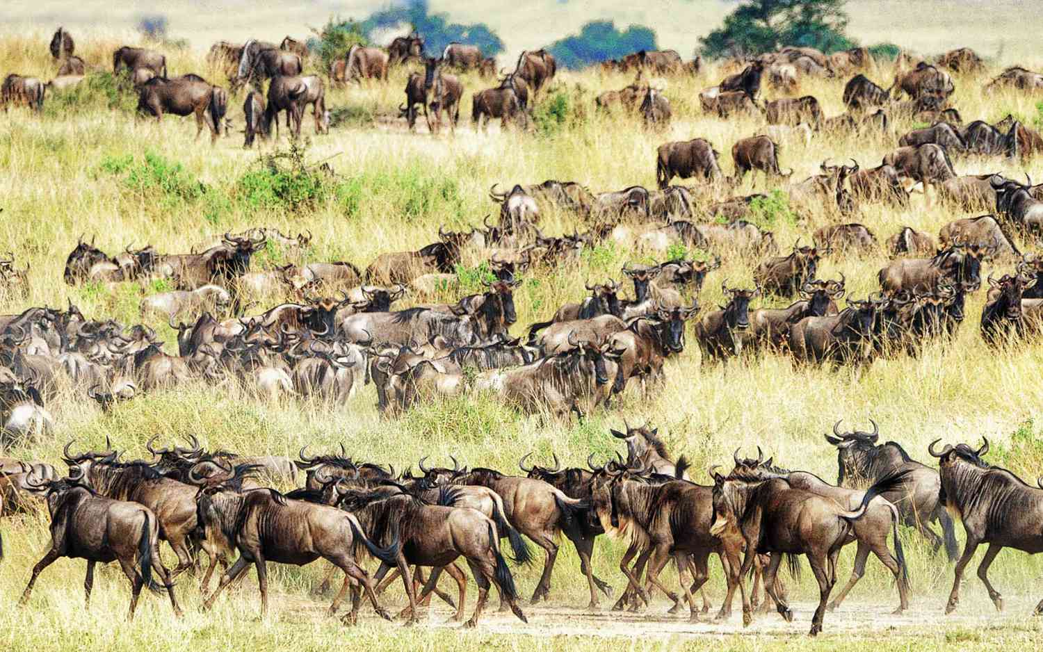 Splendor of Tanzania Safari