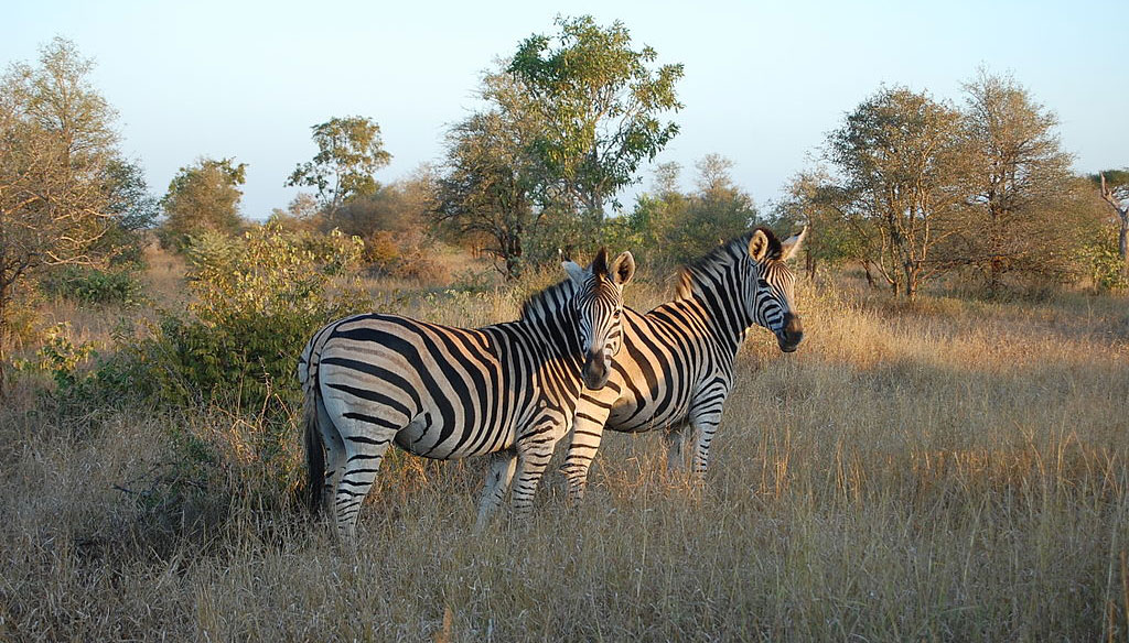 Kenya Safari & Beach Holiday