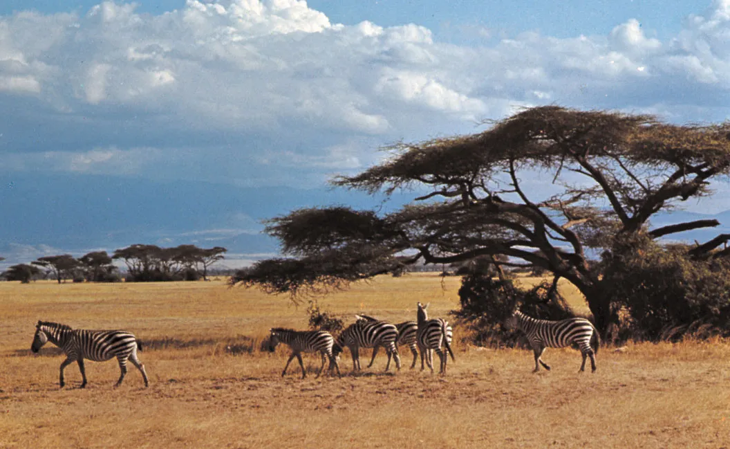 Great Wilderness Safari