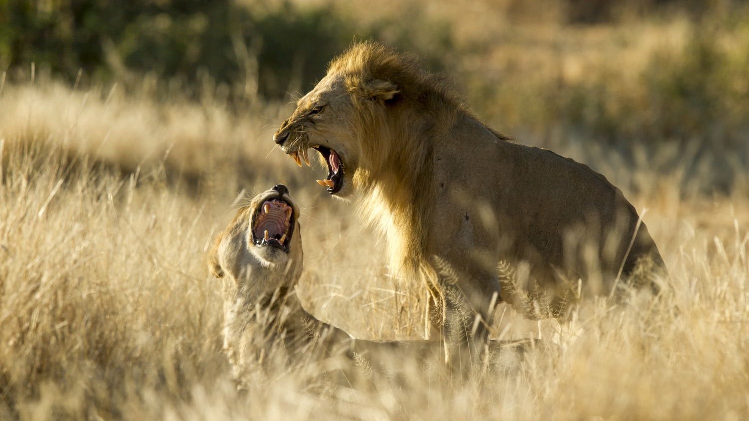 Kigelia Ruaha