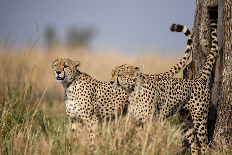 Mara Serengeti Great Migration Safari