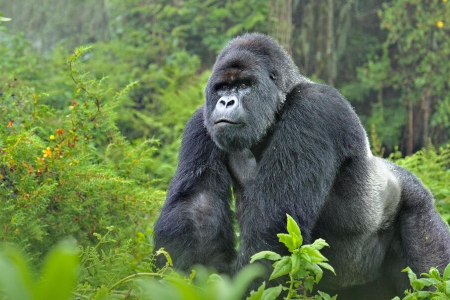 Rwanda Gorilla and Game Vacation