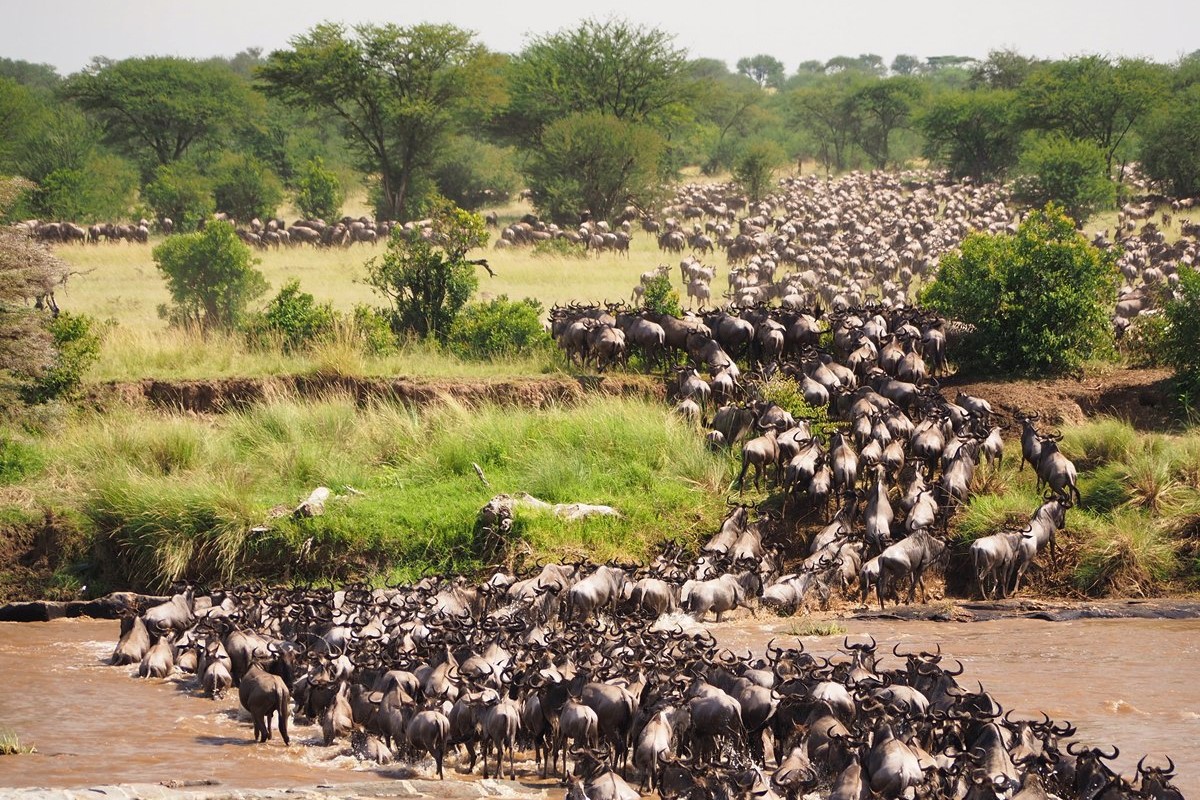 Great Migration Safari - Kenyan Edition