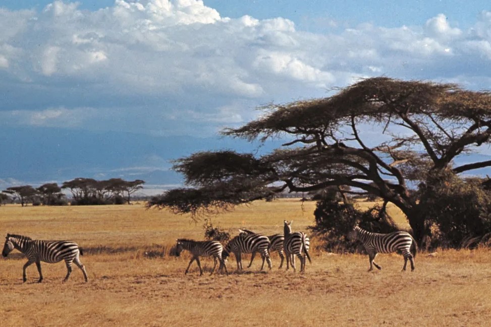 Kenya Safari and Beach Holiday