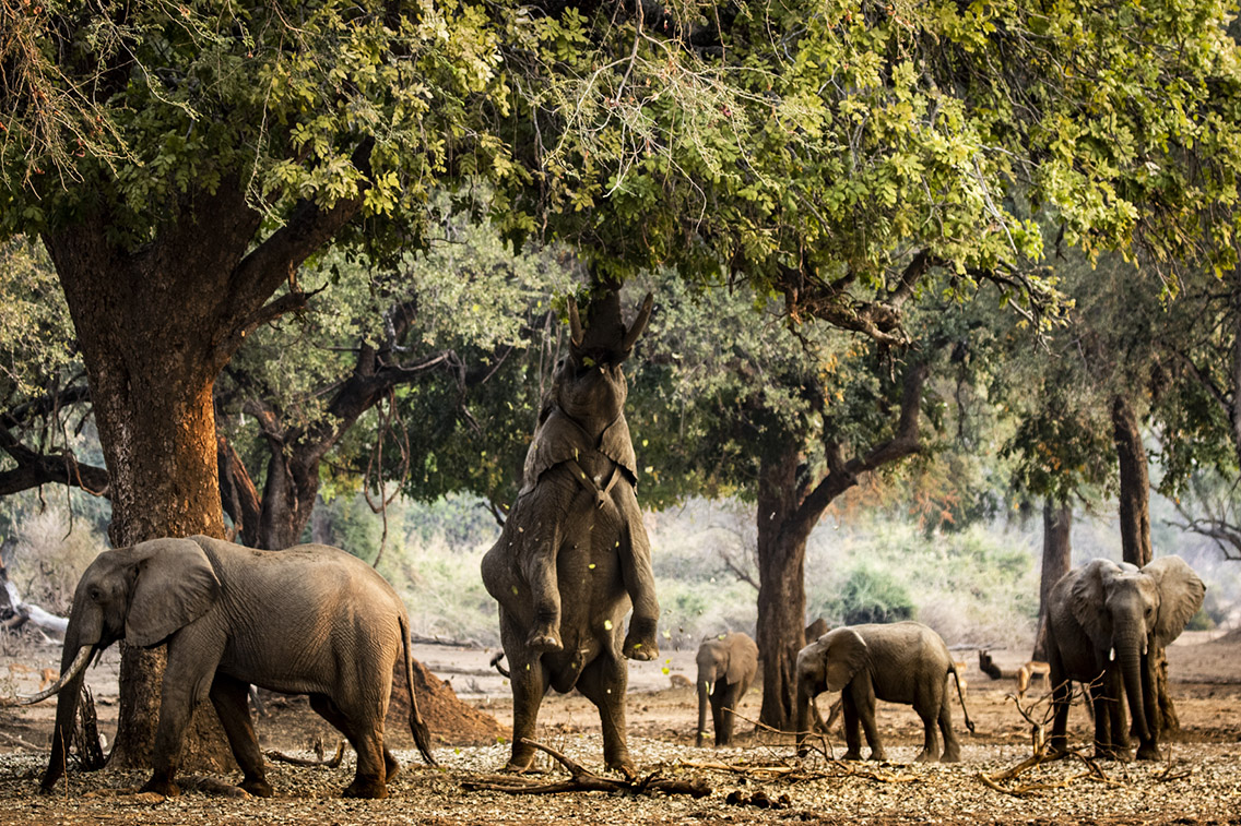 Lamlav Great Wilderness Safari