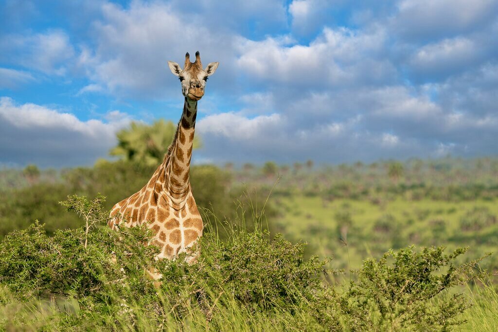 Spirit of Uganda Safari