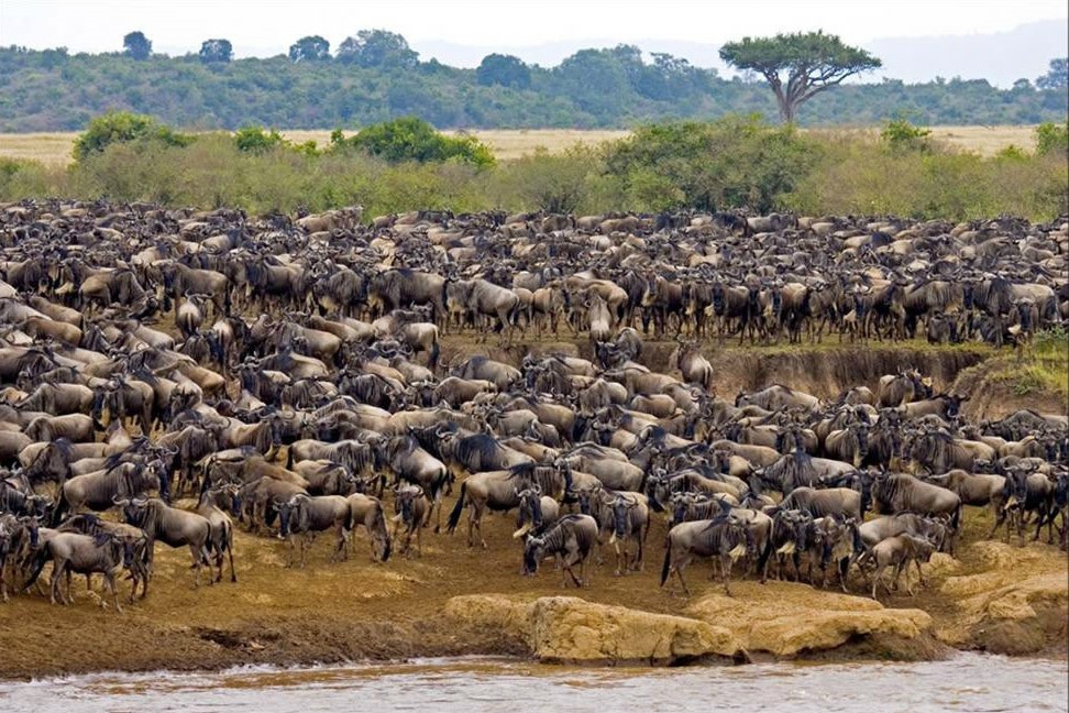 Kenya & Tanzania Great Migration Holiday