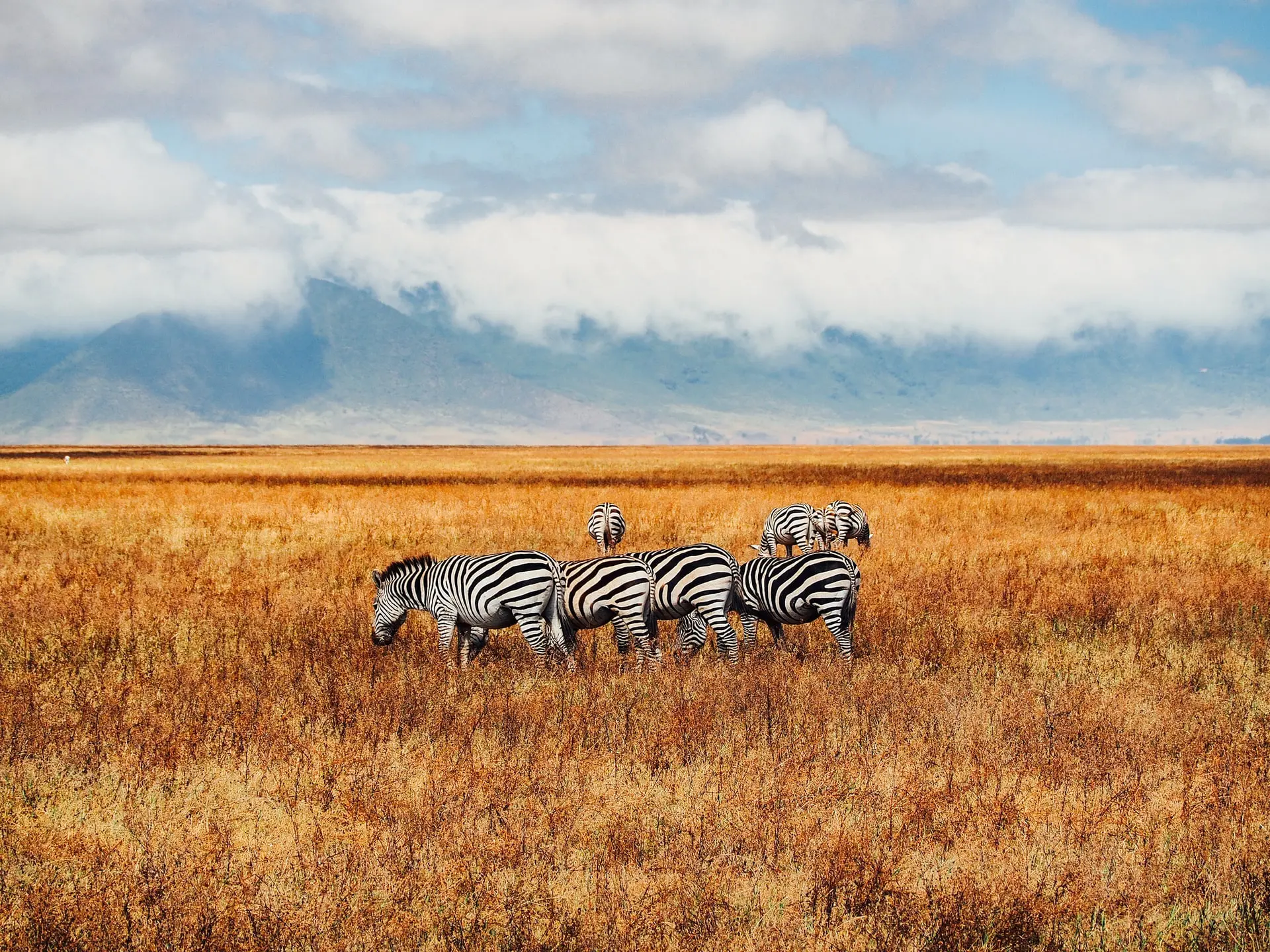 Splendor of Tanzania Safari