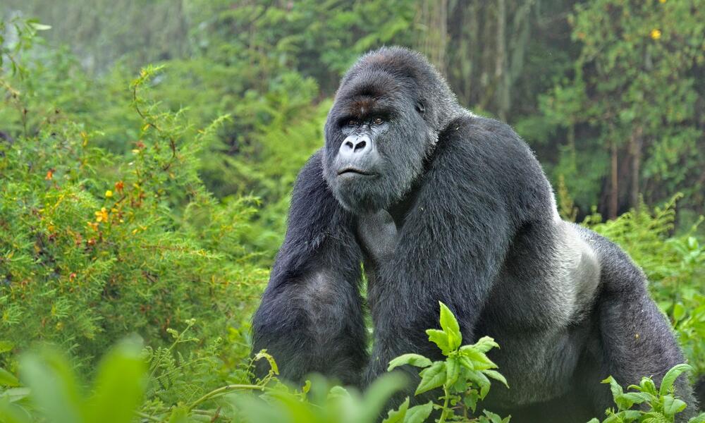 Rwanda Gorilla & Game Vacation