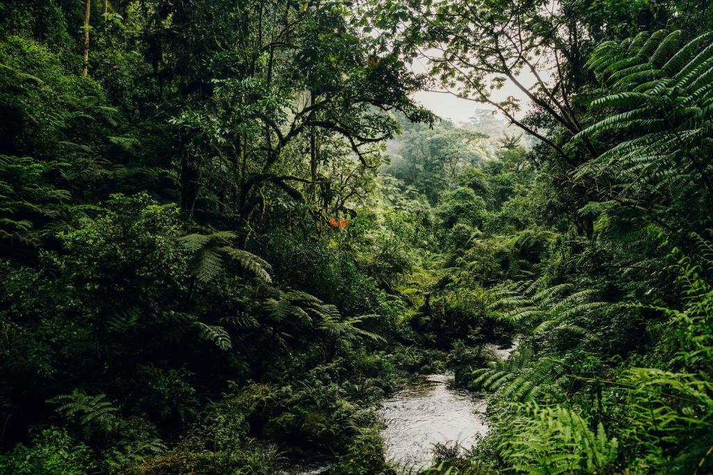 Nyungwe Forest National Park 1