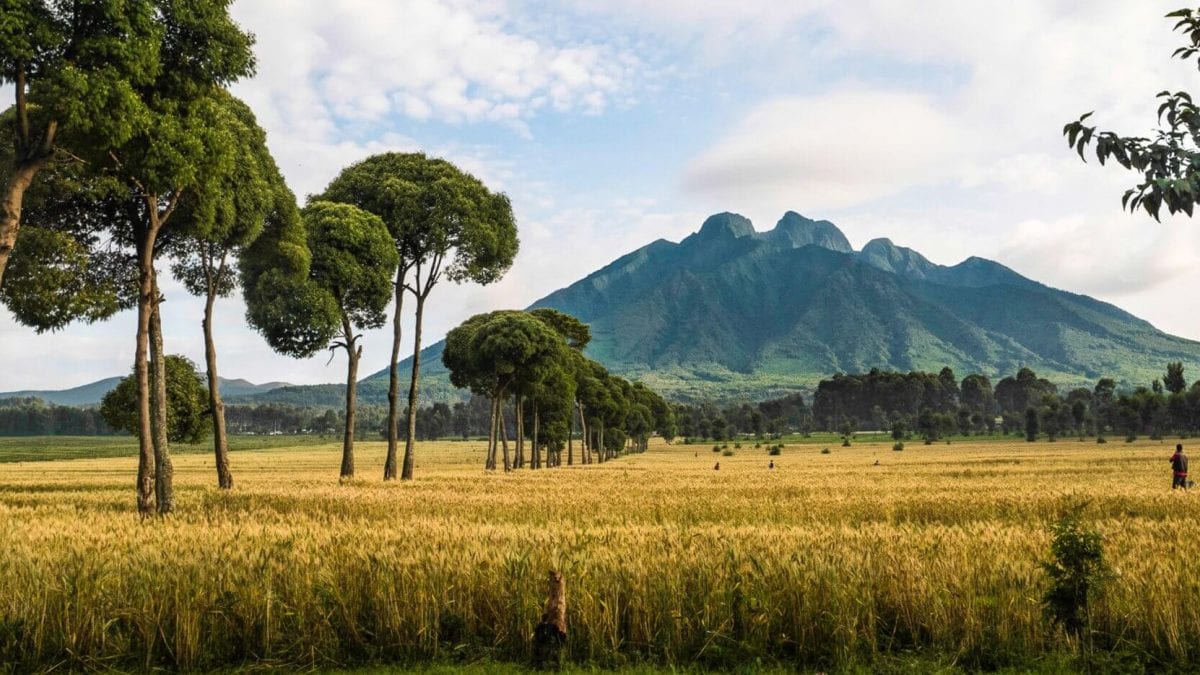 Rwanda Safari