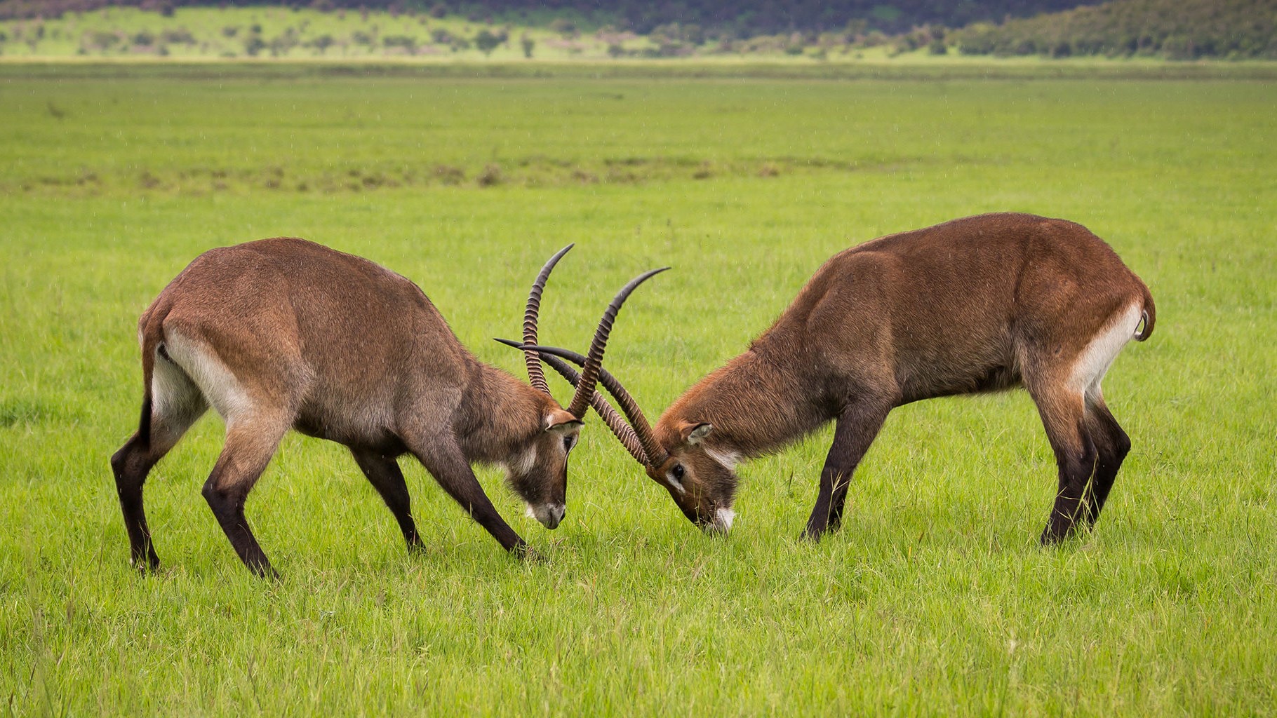 Akagera National Park