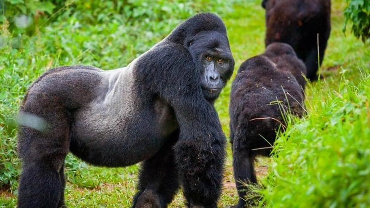 Gorilla Trekking