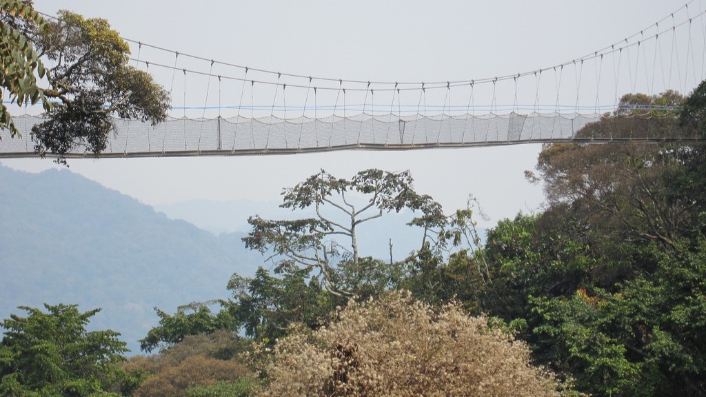 Nyungwe Forest