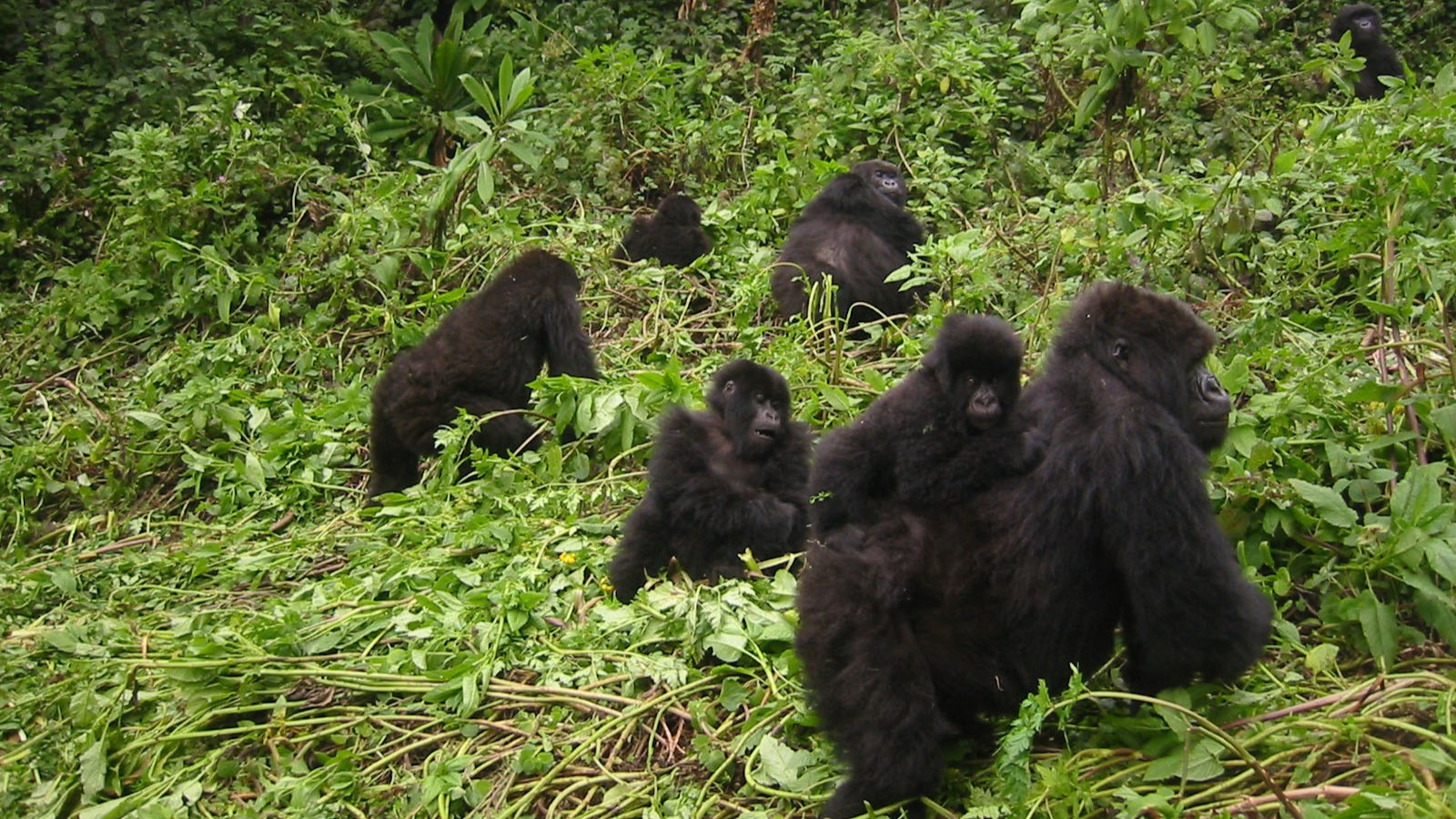 Nyungwe Forest Activities