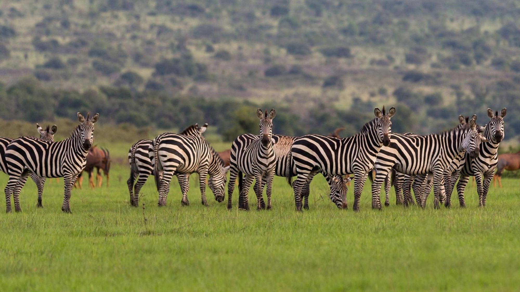 Akagera National Park