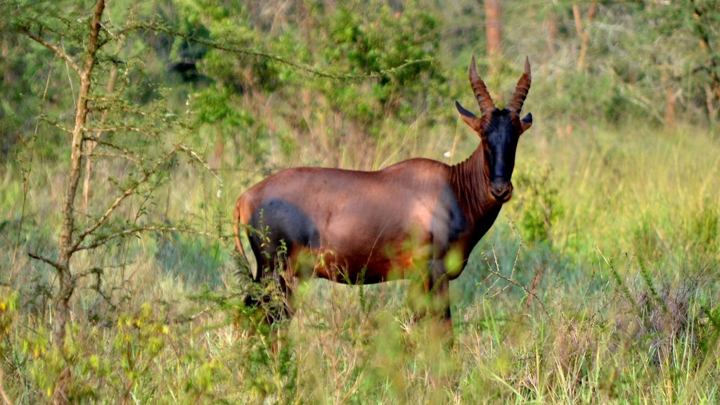 Akagera Activities