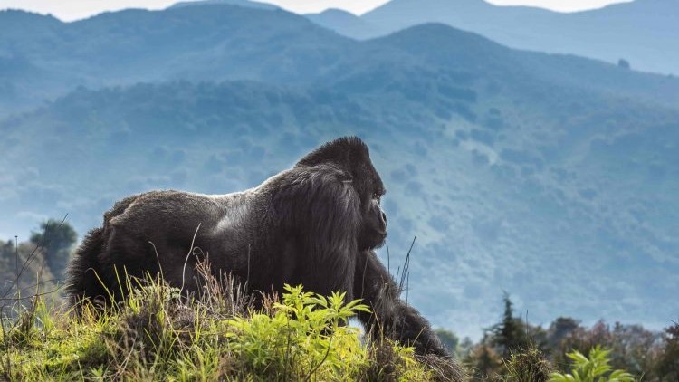 Gorilla Trekking