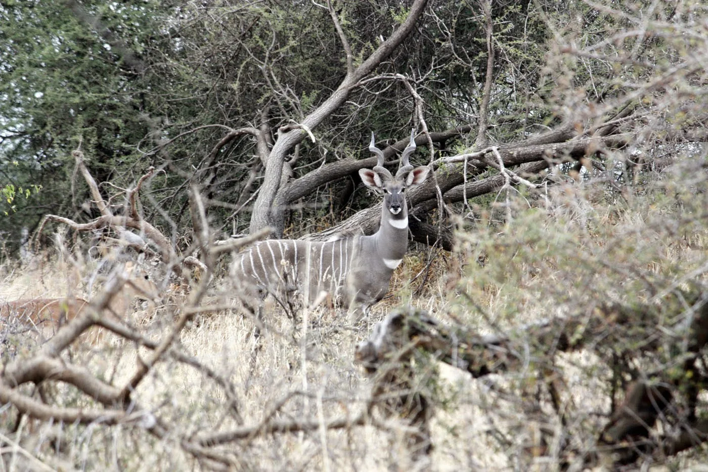 Lake Manyara National Park 1